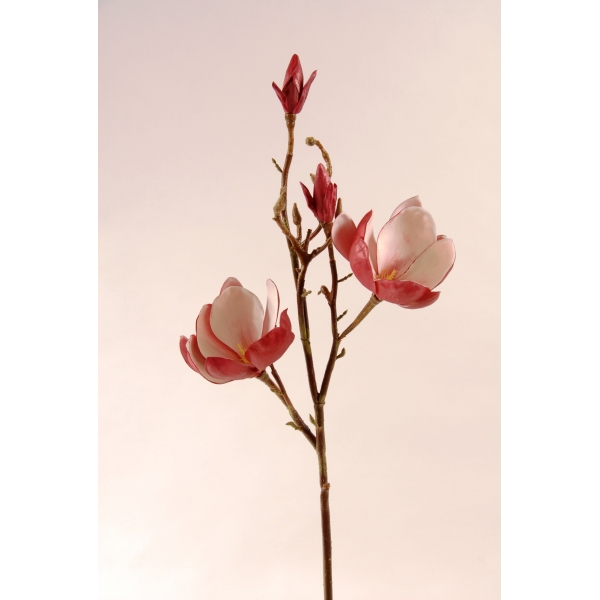 Fleur Magnolia rose