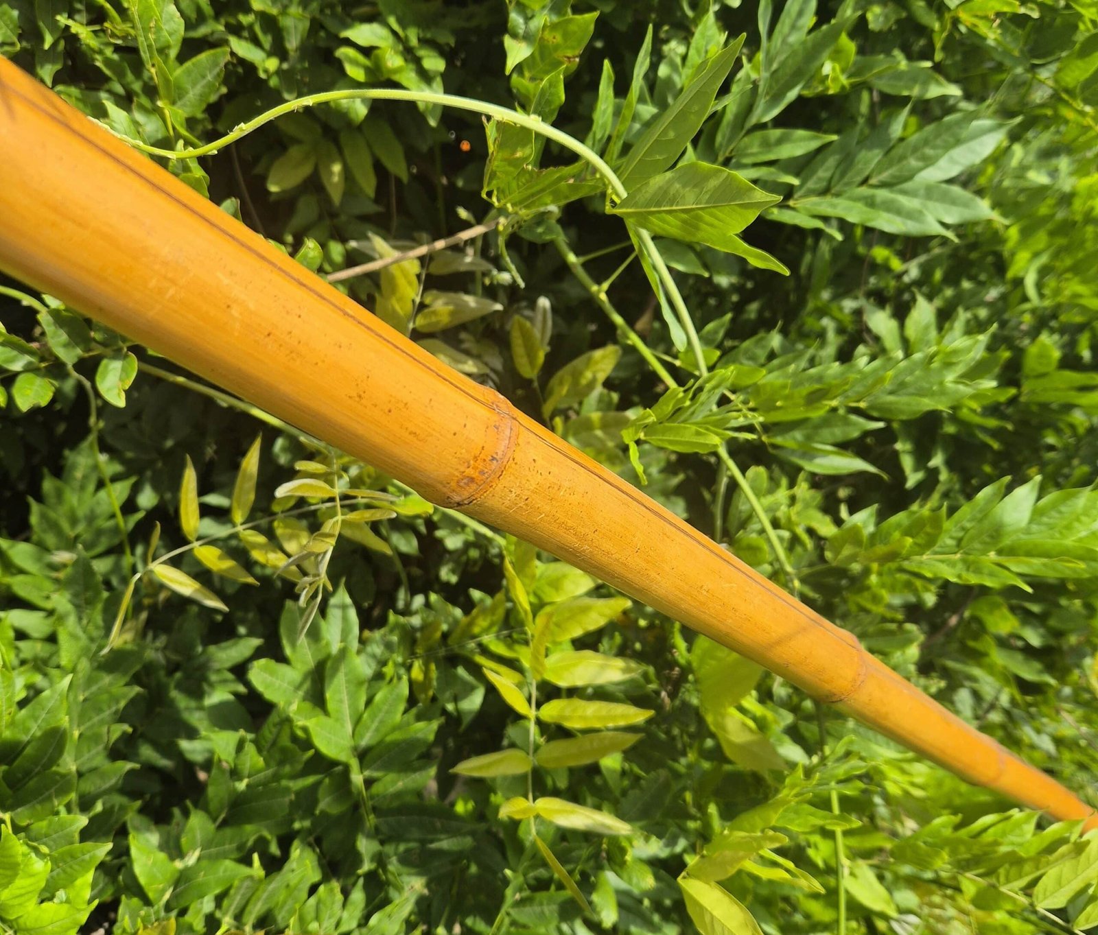 Canne bambou dorée H200cm