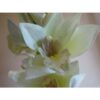 Fleur Orchidée cymbidium