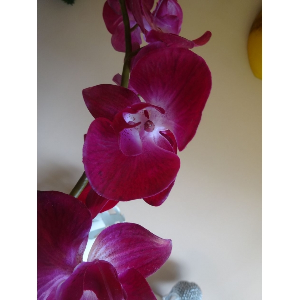 Fleur Orchidée fuchsia