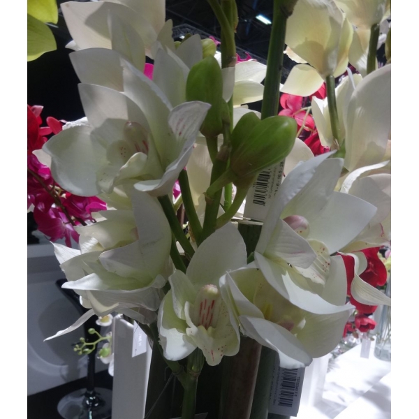 Fleur Orchidée cymbidium