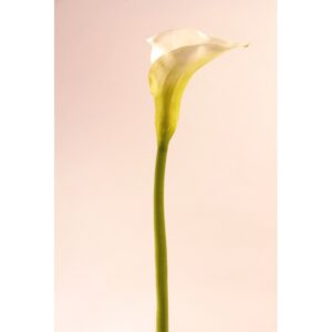 Fleur Arum blanc