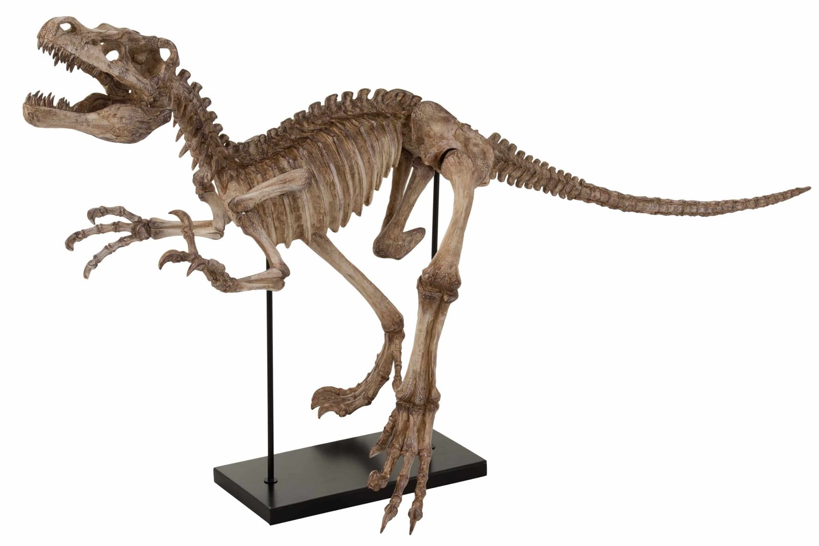 Dino Raptor jurassic squelette sur pied en résine Squelette Dinosaure Raptor sur pied en résine - Décoration d'intérieur