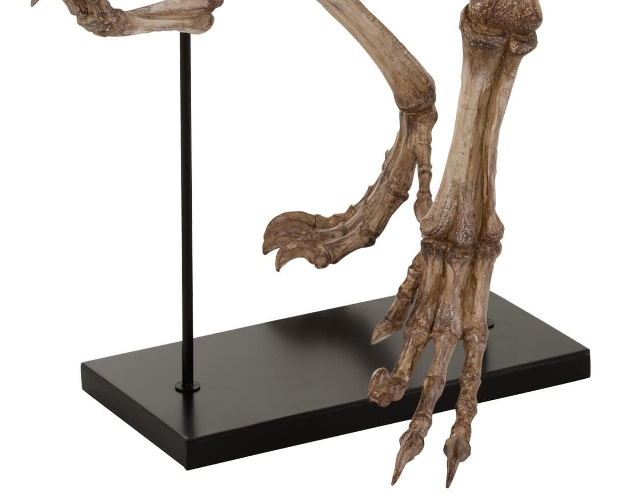 Dino raptor jurassic squelette sur pied en résine 5 Squelette Dinosaure Raptor sur pied en résine - Décoration d'intérieur