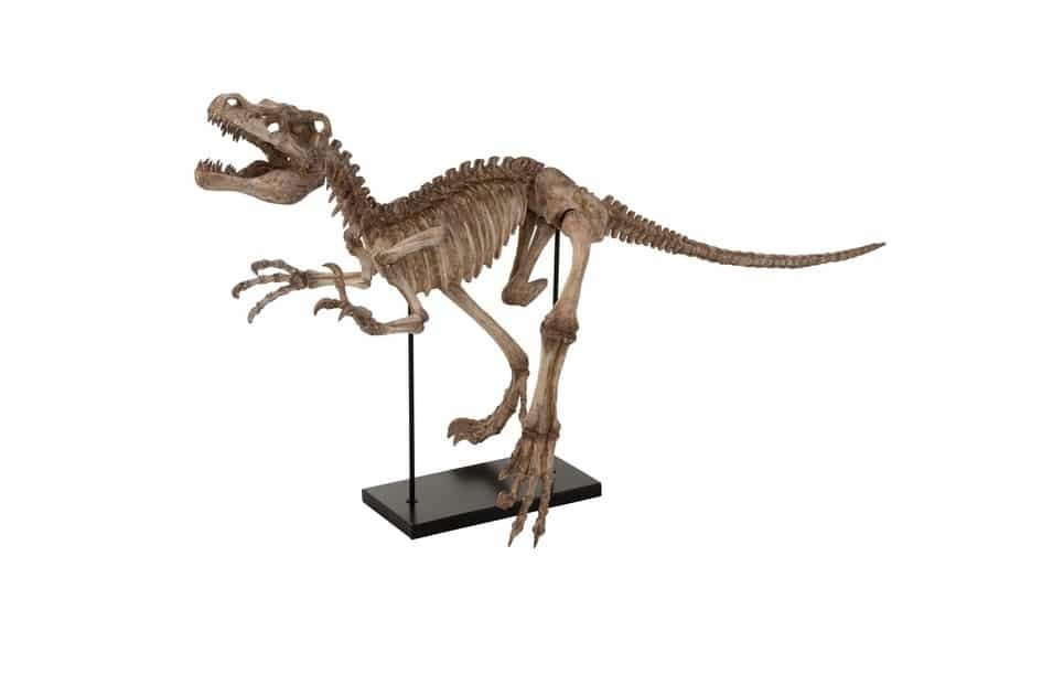 Dino Raptor jurassic squelette sur pied en résine clair Squelette Dinosaure Raptor sur pied en résine - Décoration d'intérieur