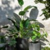Set 3 Vases Ronds Ceramique Haut Noir Plantes déco intérieur (4)